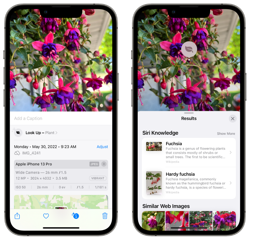 鄢陵苹果手机维修分享小技巧：使用 iPhone 相机识别花卉植物 
